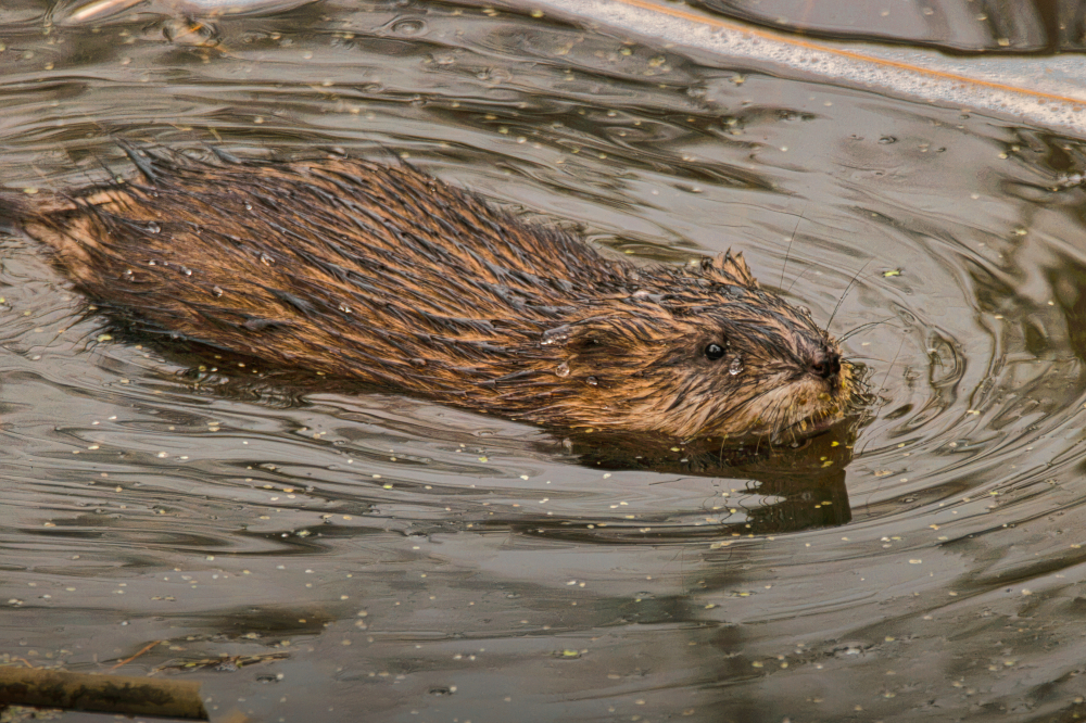 Muskrat