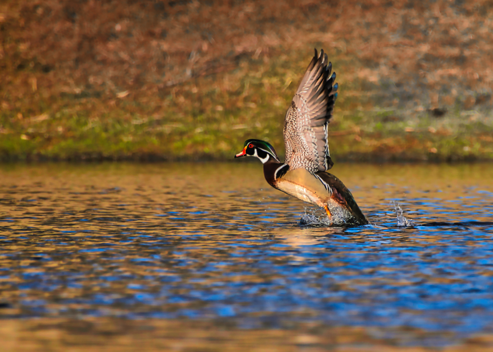 wood duck